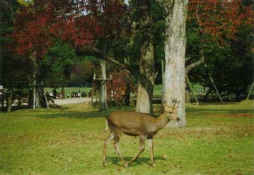 写真：奈良公園で鹿